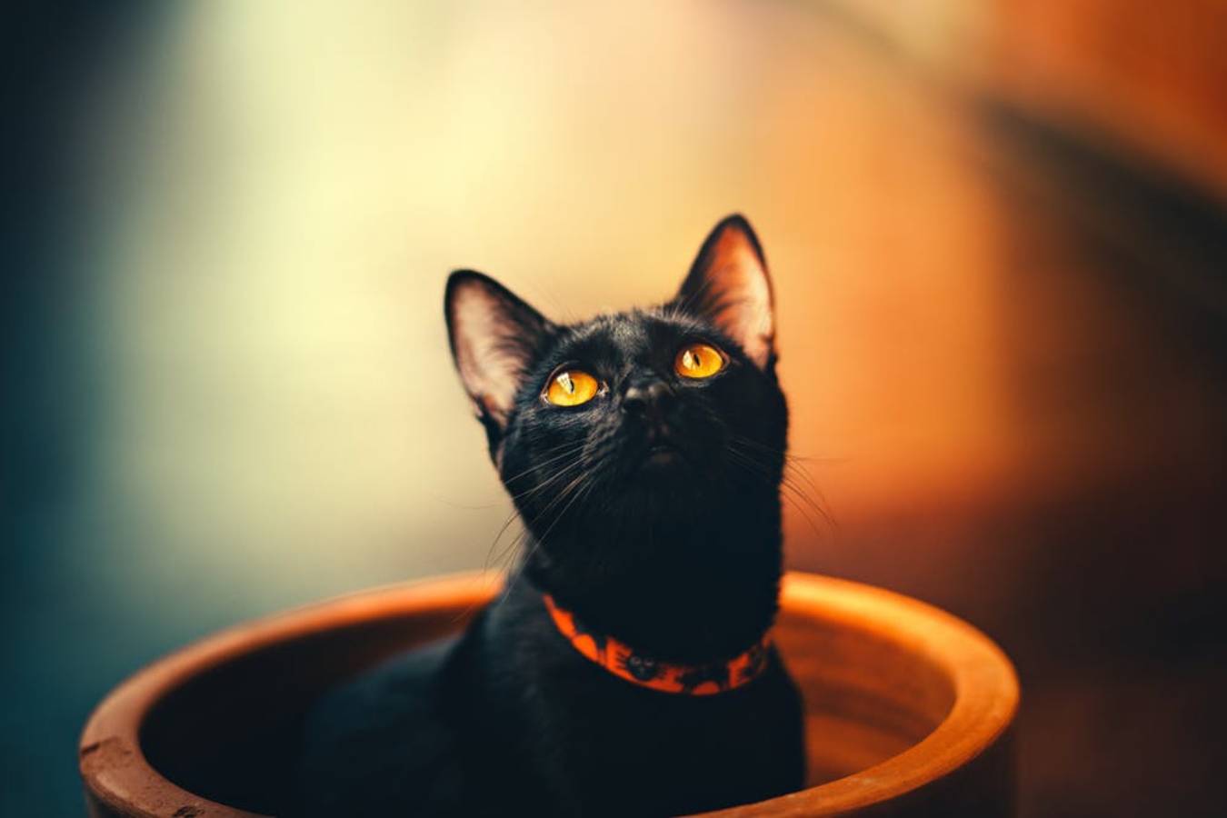 5 удивительных фактов о черных кошках