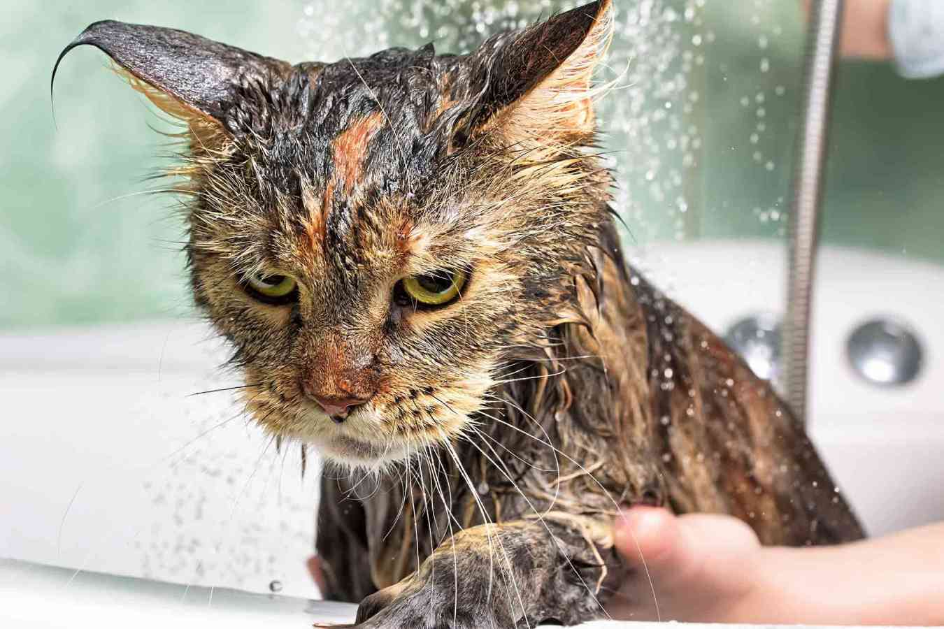 Почему кошки не любят воду