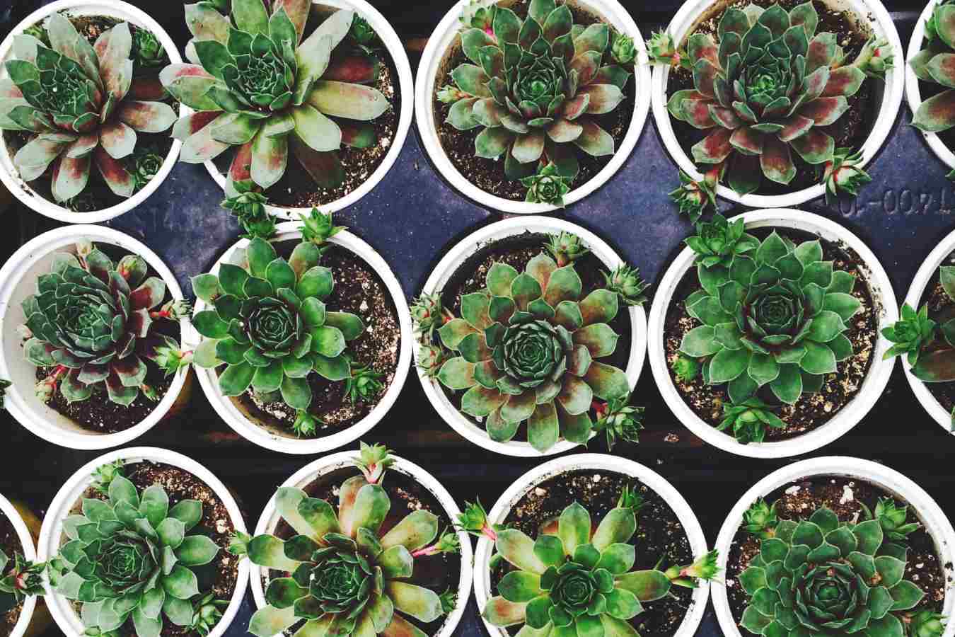 Как подобрать растения для дома и офиса